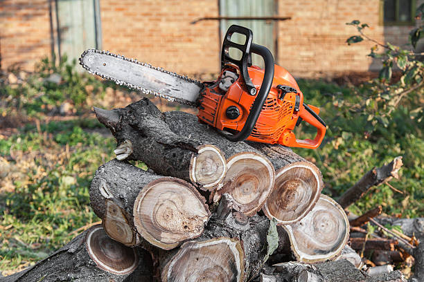 Best Local Tree Services  in Park City, UT